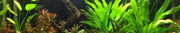 cropped-IMG_41861.jpg